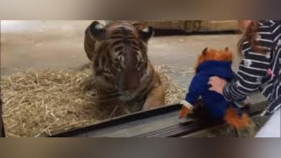 'Америка ҳайвонот боғидаги йўлбарс қизалоқнинг ўйинчоғини олиб қўймоқчи бўлди (Видео)'ning rasmi