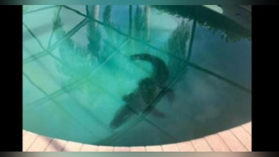 '​Флоридалик оила ўз бассейнида 2 метрлик аллигатор сузиб юрганини кўрди (Видео)'ning rasmi