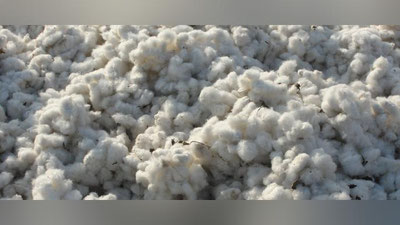 Изрображение 'В Узбекистане будут выделять льготные кредиты на выращивание хлопка-сырца'