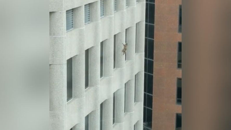 Изрображение 'ПОЛЬЗОВАТЕЛЕЙ СЕТИ ПОКОРИЛ ЕНОТ-АЛЬПИНИСТ (ВИДЕО)'