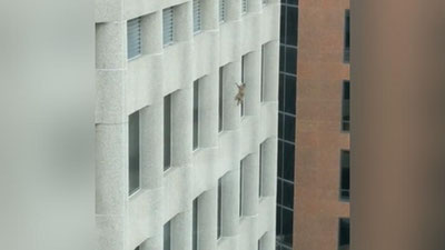 Изрображение 'ПОЛЬЗОВАТЕЛЕЙ СЕТИ ПОКОРИЛ ЕНОТ-АЛЬПИНИСТ (ВИДЕО)'