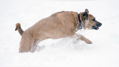 'Ўзбекистонлик йигит нотаниш аёлни дайди итлардан қутқараман деб, ҳалок бўлди   'ning rasmi