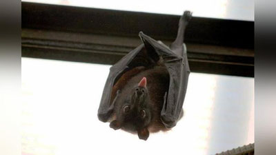 'Maktab o`quvchisi ikki yuzdan ortiq ko`rshapalaklarni boqib oldi 'ning rasmi