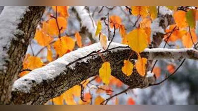 'ERTAGA MAMLAKATIMIZDA YoG`INGARChILIK BO`LMAYDI'ning rasmi