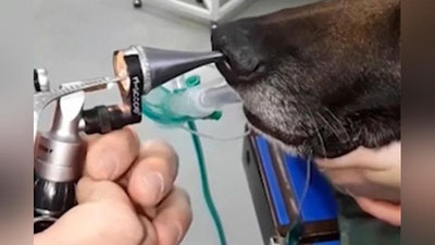 'Xorvatiyada itning burnidan o`n santimetrli tayoqcha sug`urib olindi (Video) 'ning rasmi