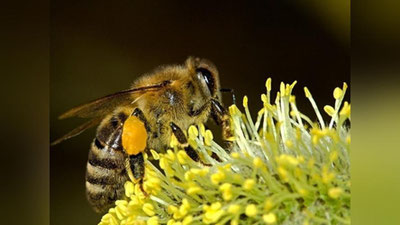 Изрображение 'В России зафиксировали массовую гибель пчел (видео)'