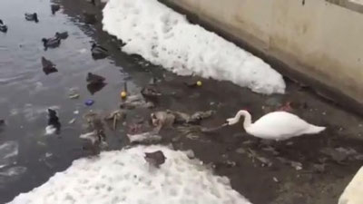 '​Oqqush o`zi yashaydigan ko`lda “shanbalik” o`tkazdi (Video)'ning rasmi