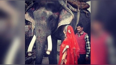 Изрображение 'РАЙХОН ПОРАЗИЛИ СЛОНЫ, РАЗГУЛИВАЮЩИЕ В ИНДИИ (ФОТО, ВИДЕО)'