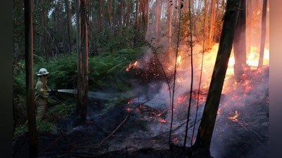 '​Portugaliyada o`rmon yong`ini tufayli qurbon bo`lganlar soni 60 nafarga yaqinlashdi'ning rasmi