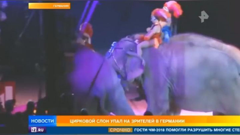 Изрображение 'ЦИРКОВОЙ СЛОН РУХНУЛ НА ЛЮДЕЙ ВО ВРЕМЯ ВЫСТУПЛЕНИЯ (ВИДЕО)'