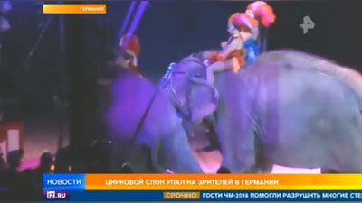 Изрображение 'ЦИРКОВОЙ СЛОН РУХНУЛ НА ЛЮДЕЙ ВО ВРЕМЯ ВЫСТУПЛЕНИЯ (ВИДЕО)'