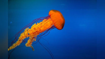 Изрображение 'Видео медузы размером с человека появилось в Сети'