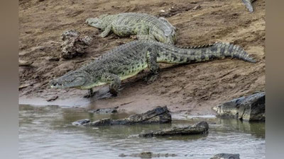 'Австралиялик балиқчи тимсоҳлар орасида икки кун қолиб кетди (Видео)'ning rasmi
