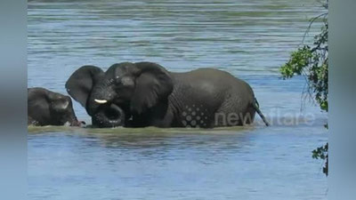 'Fillar timsohlar qaynab yotgan daryoda filchani qutqarishga shoshishdi (Video) 'ning rasmi