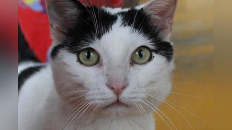 'Яқинлари бўлмаган кекса аёл мушугига бир ярим миллион евро мерос қолдирди'ning rasmi