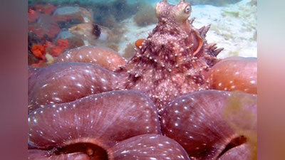 '​Cakkizoyoq g`avvosdan norozi bo`lib, qiyofasini o`zgartirdi (Video)'ning rasmi