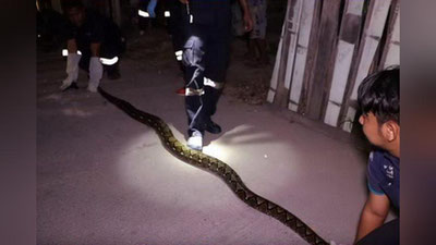 'Tailandda pensionerning uyida uzoq yil yashagan ulkan ilon qo`lga tushdi 'ning rasmi