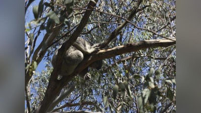 Изрображение 'ЛАПА ПОМОЩИ: МАМА-КОАЛА ПОМОГЛА СВОЕМУ МАЛЫШУ ПЕРЕЛЕЗТЬ ЧЕРЕЗ ЗАБОР (ВИДЕО)'