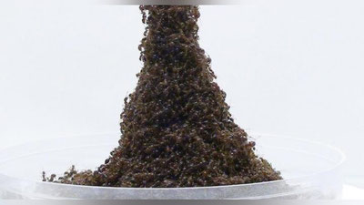 '​ЧУМОЛИЛАР ЭЙФЕЛЬ МИНОРАСИНИ “ЯСАШДИ”'ning rasmi