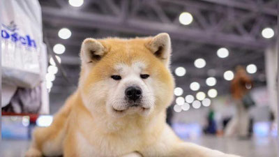 'Японияда малла ит гуглчиларни қувиб солди (Фото)'ning rasmi