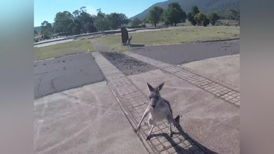 Изрображение 'ВИДЕО: СТРАННЫЕ ОСОБЕННОСТИ ПАРАПЛАНЕРИЗМА В АВСТРАЛИИ'