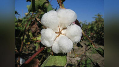 'SAMARQANDDA NURONIYLAR PAXTA TERIMIDA FAOL QATNAShMOQDA'ning rasmi