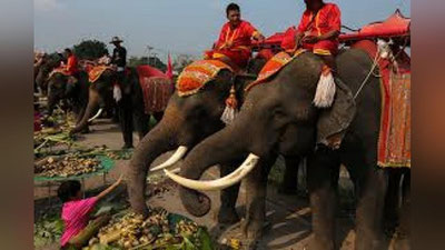'Таиландда филлар байрами нишонланди (Видео) 'ning rasmi