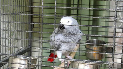 Изрображение 'ПОПУГАЯ НАУЧИЛИ ВЫРАЗИТЕЛЬНО РАССКАЗЫВАТЬ СТИХ (ВИДЕО)'