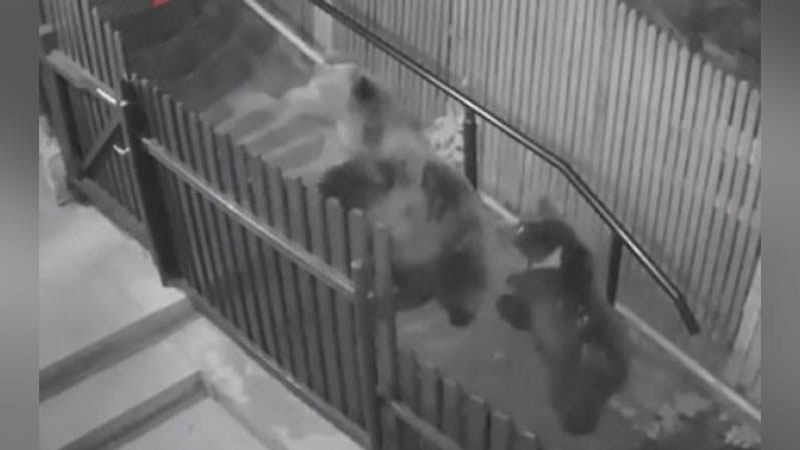 Изрображение 'Во Владивостоке женщина едва не стала ужином для пары медведей (видео)'