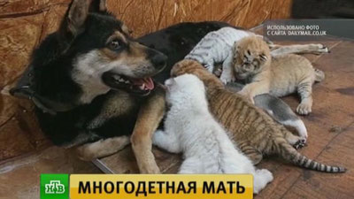 '​Хитойда ит тўртта йўлбарс боласига оналик қилди'ning rasmi