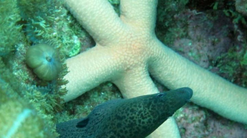 Изрображение 'ЖИТЕЛЬ США СНЯЛ НА ВИДЕО ХОДЯЧУЮ МОРСКУЮ ЗВЕЗДУ'