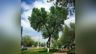 '​21 апрель куни Ўзбекистонда қандай об-ҳаво кузатилади?'ning rasmi