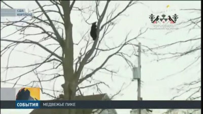 Изрображение 'В штате Нью-Йорк бурый медведь залез на дерево в жилом районе'
