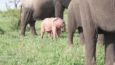 'Pushtirang fil bolasi videoga olindi (video)'ning rasmi