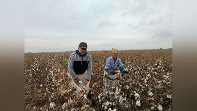 '​Viloyat hokimi hasharchilar bilan dalada paxta termoqda'ning rasmi