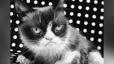 'Eng badjahl mushuk vafot etdi (Video) 'ning rasmi