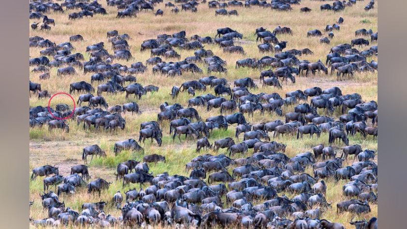 'Mug`ombir zebra “olomon” ichida ko`rinmay qoldi'ning rasmi