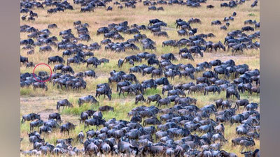 'Mug`ombir zebra “olomon” ichida ko`rinmay qoldi'ning rasmi