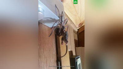 Изрображение 'В Австралии гигантский паук съел опоссума (видео)'