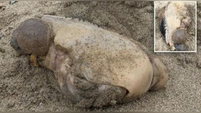 '​Калифорния пляжидан ғалати махлуқнинг жасади топилди'ning rasmi