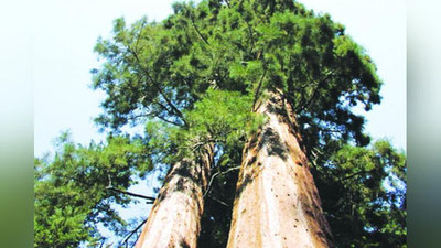 'ENG KEKSA  DARAXT'ning rasmi