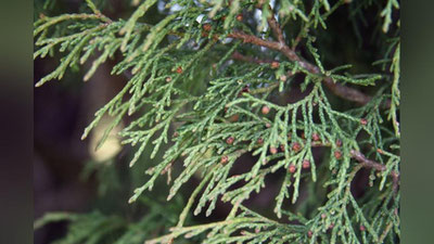 Изрображение 'ЖИТЕЛЬ КАШКАДАРЬИНСКОГО КИШЛАКА ПОСТРАДАЛ ЗА ВЫРУБКУ МОЖЖЕВЕЛЬНИКА'