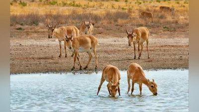 '“Janubiy Ustyurt” milliy tabiat bog`i tashkil qilinadi'ning rasmi