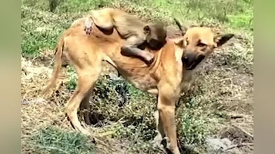 'Bir ko`zidan ayrilgan ko`ppak etim qolgan maymunni boqib oldi (Video) 'ning rasmi