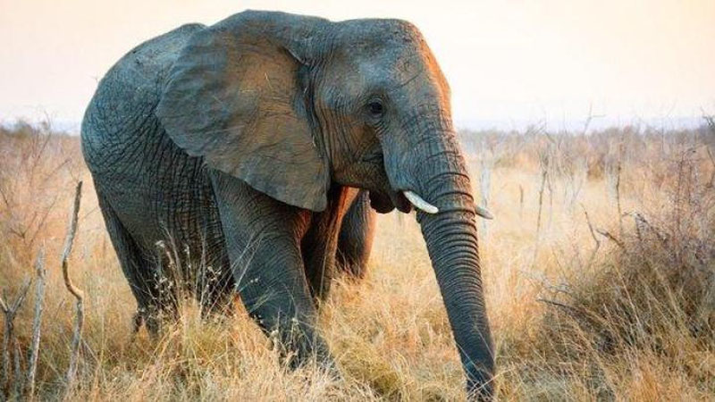 'Фил бутун бошли лагерни кунпаякун қилди (Видео)'ning rasmi