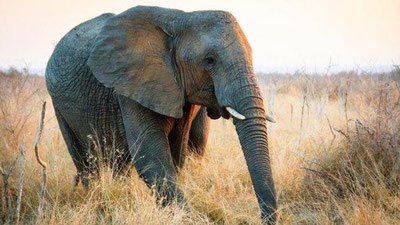 'Фил бутун бошли лагерни кунпаякун қилди (Видео)'ning rasmi