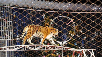 Изрображение 'ВО ВРЕМЯ ЦИРКОВОГО ШОУ В КИТАЕ ТИГР НАПАЛ НА ДРЕССИРОВЩИКА (ВИДЕО)'