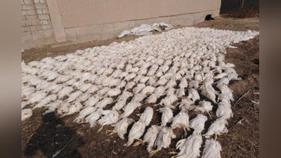 Изрображение 'Фото, видео: бизнес в регионах несет потери из-за длительных отключений электроэнергии'