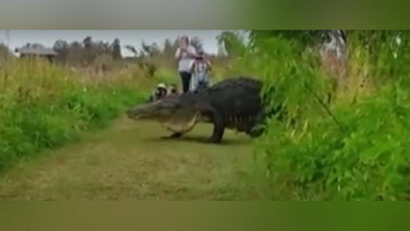 Изрображение 'ГИГАНТСКИЙ АЛЛИГАТОР, РАЗГУЛИВАЮЩИЙ ПО ФЛОРИДЕ, ПОПАЛ НА ВИДЕО'