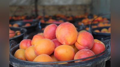 Изрображение 'Узбекистан начал отгружать на экспорт первые абрикосы'